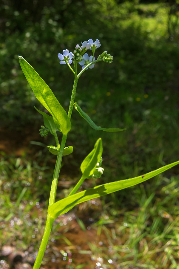 Myosotis scorpioides ?